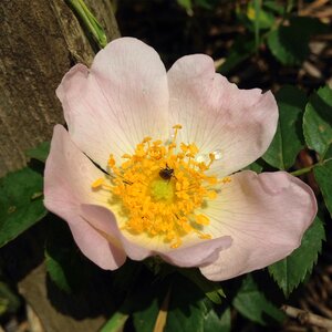 Light pink petals insect photo