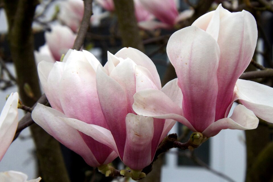 Bloom spring color