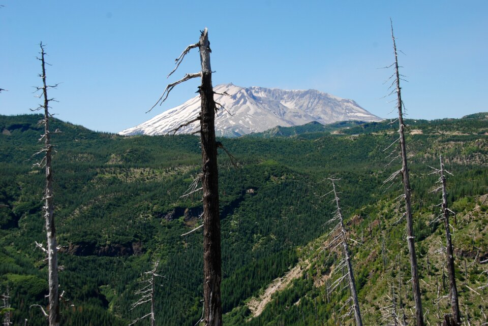 Volcano eruption tree