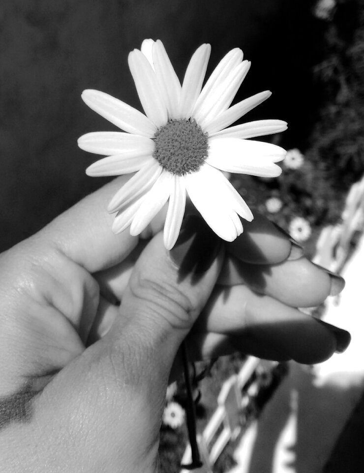 Garden black and white flower