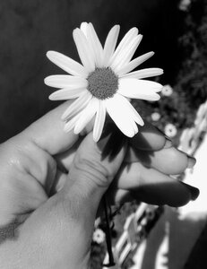Garden black and white flower