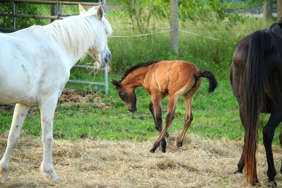 Brown mold mold thoroughbred arabian