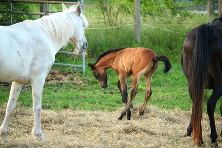 Brown mold mold thoroughbred arabian