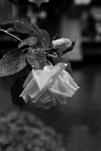 Rose rain black and white