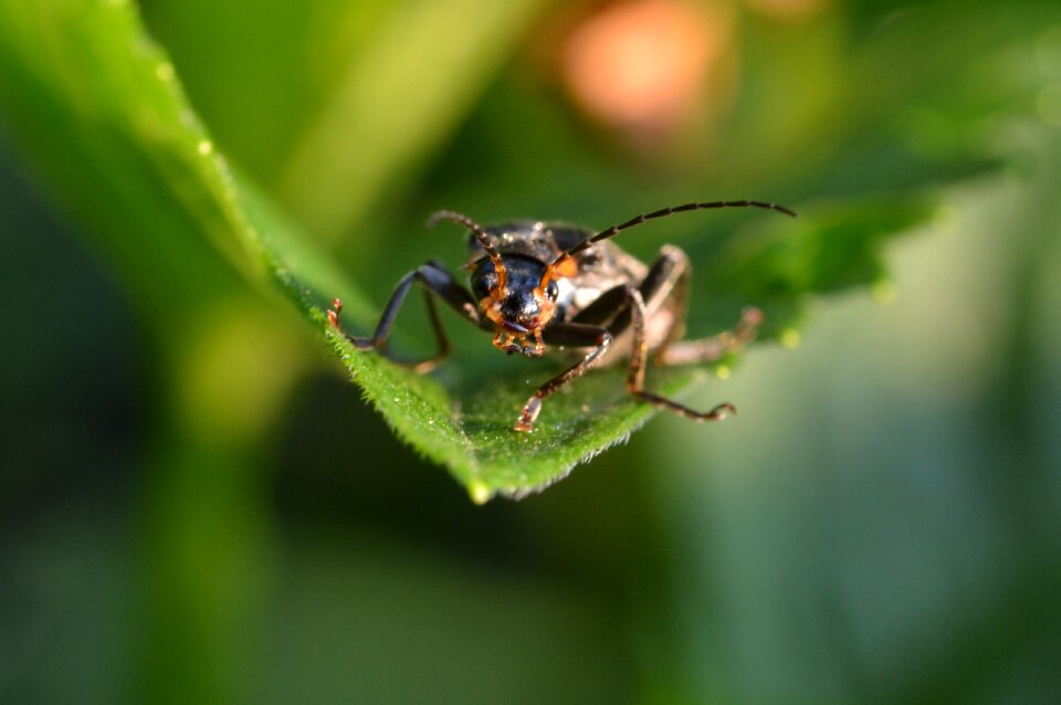 Beetle close up insect