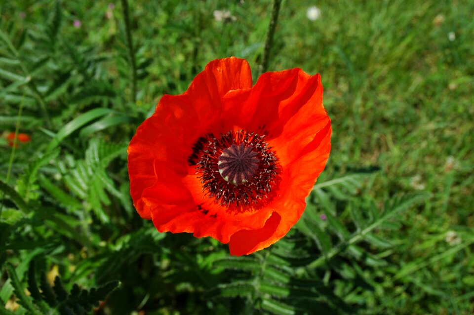 Bloom nature flower