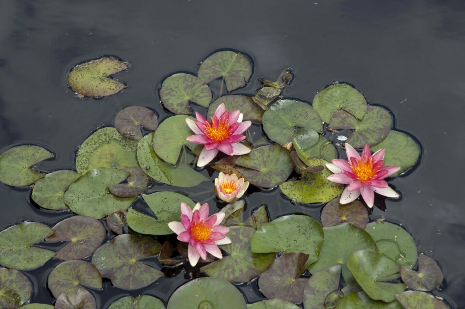Water plant tranquility water garden