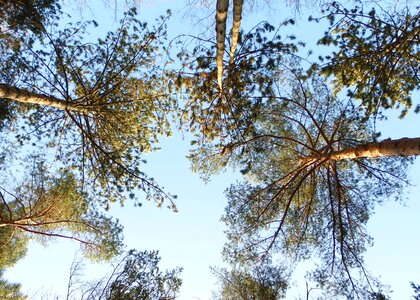 Canopy nature branch