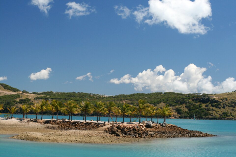Palm trees nature