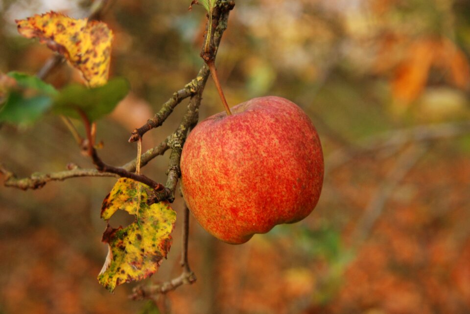 Red branch autumn