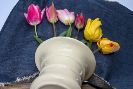 Composition flowers tulips photo