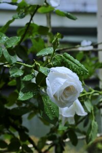 Rain white natural