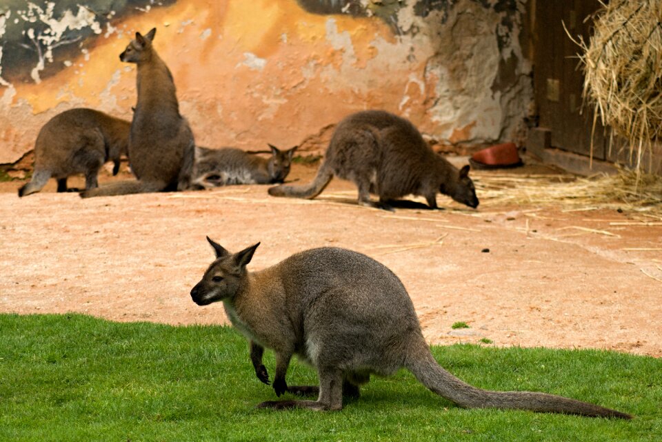 The zoological garden deep n vltavou