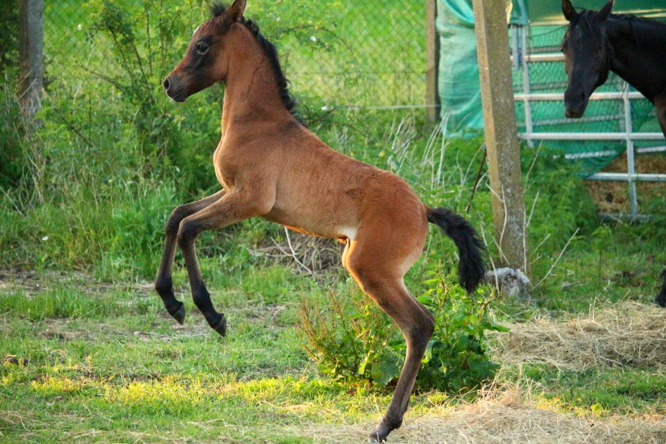 Brown mold thoroughbred arabian high spirits