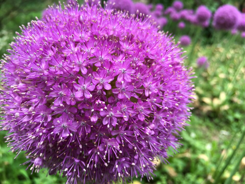 Round onion purple petals