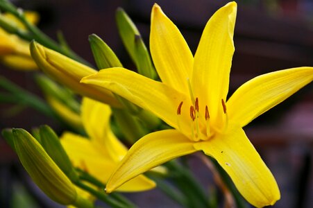 Garden yellow blossom photo