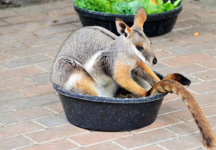 Small kangaroo mammal animal photo