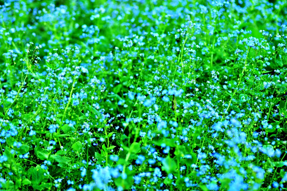 Chamaedrys blooming field