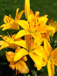 Spring lilly flora photo