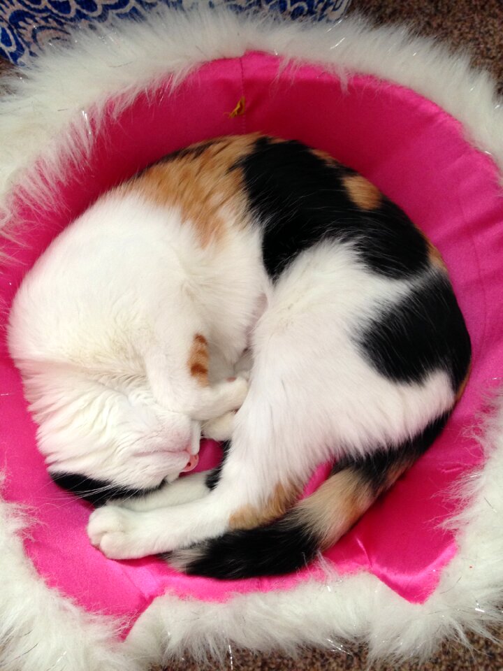 Kitty cute feline
