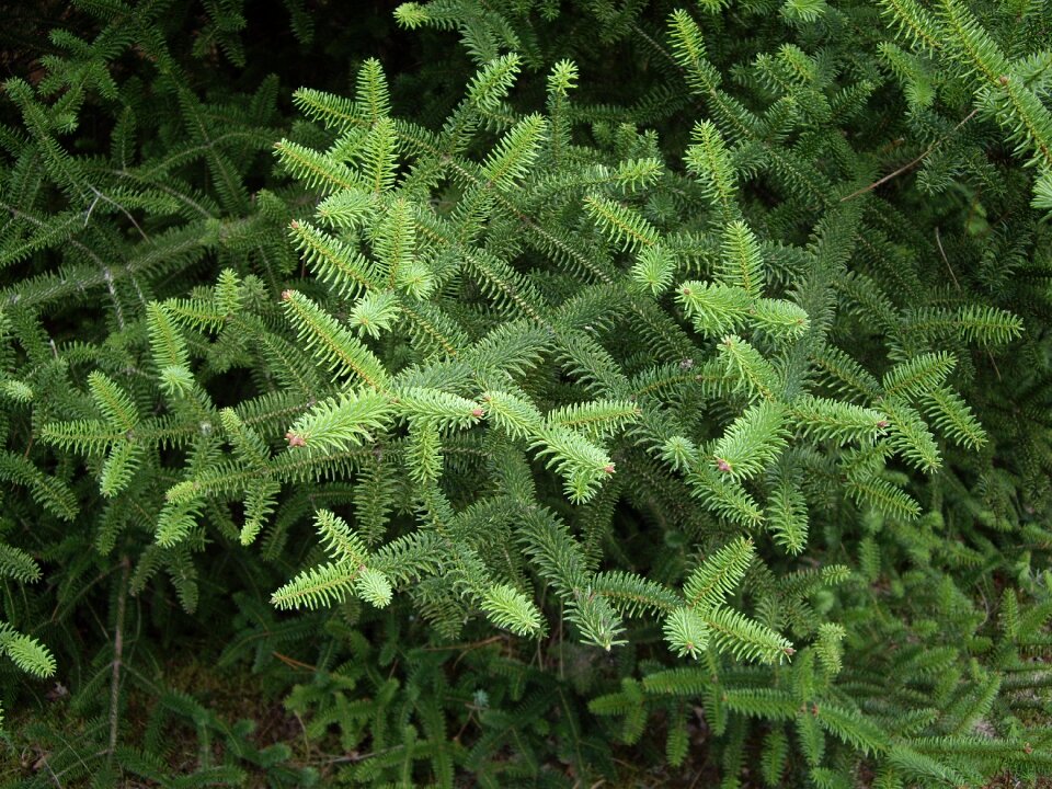 Tree branches nature fir