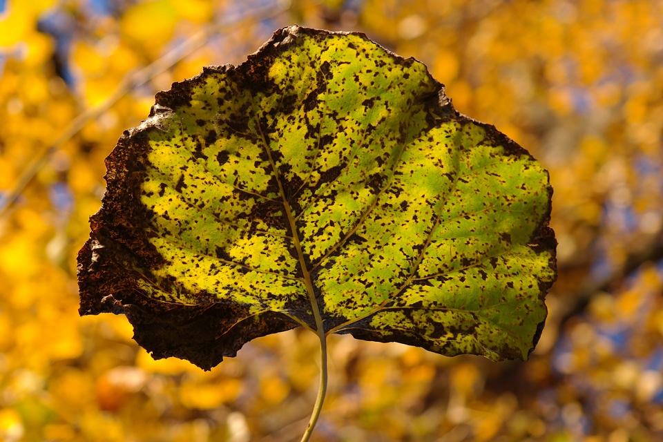 Leaf veins veins poplar
