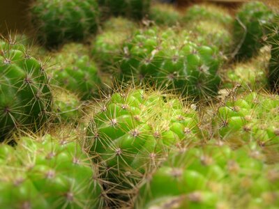 Desert plant green photo