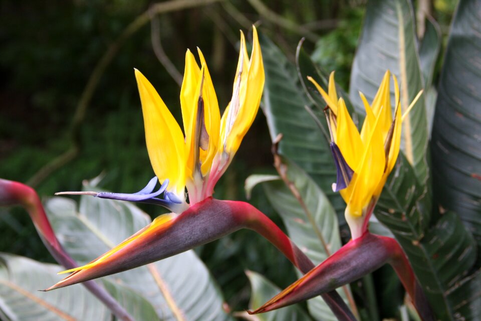Mandela gold yellow breeding
