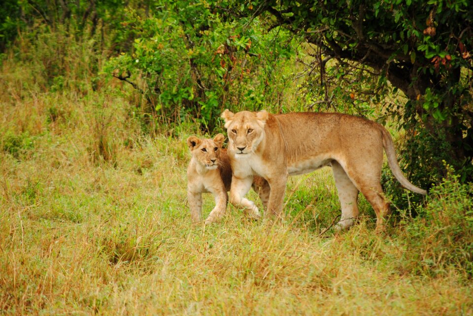 Fauna africa predators