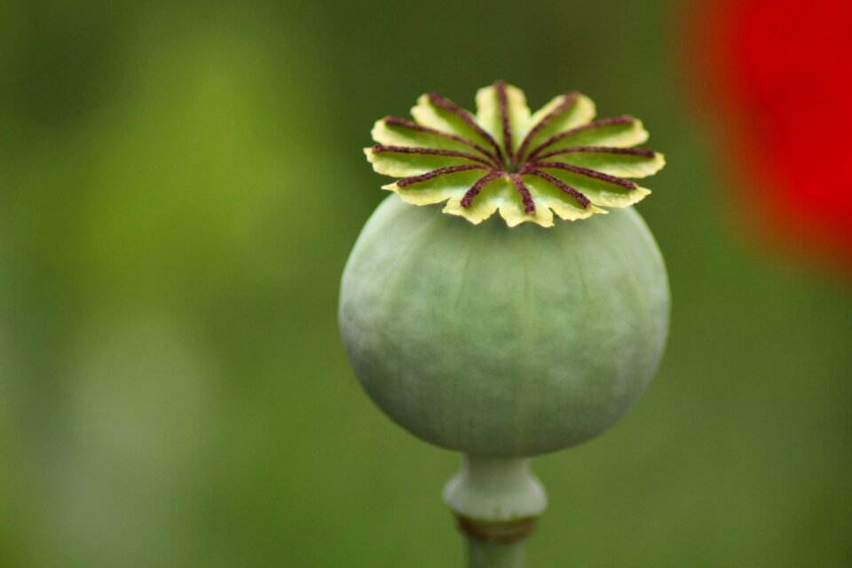Red poppy garden floral