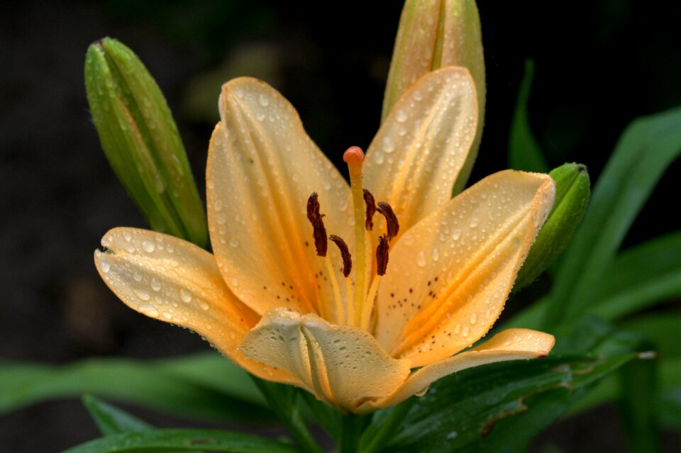 Blossom bloom flower