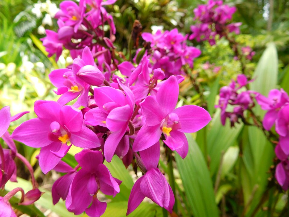 Pink orchids tropical botanical