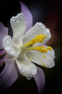 Nature blossom bloom