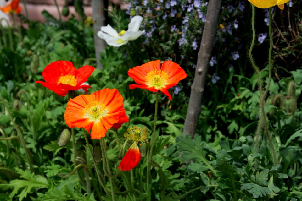 Red poppy flower red poppy