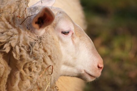 Farm fur animals