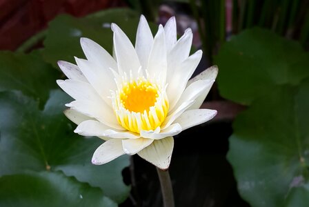 Lily lotus flower photo