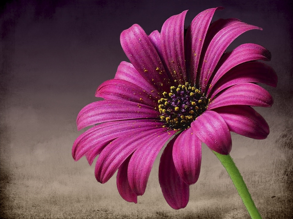 Macro nature garden flower
