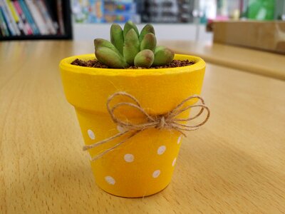 Mini potted succulent flowers photo