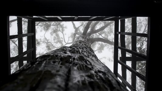Black and white tree
