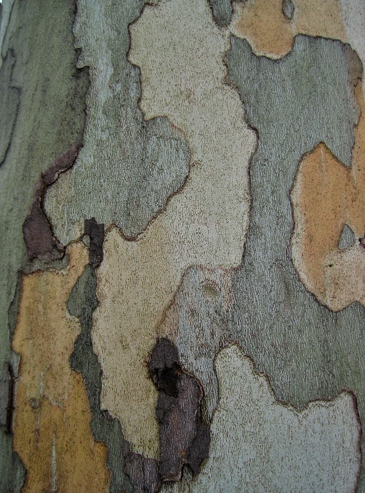 Organic birch environment