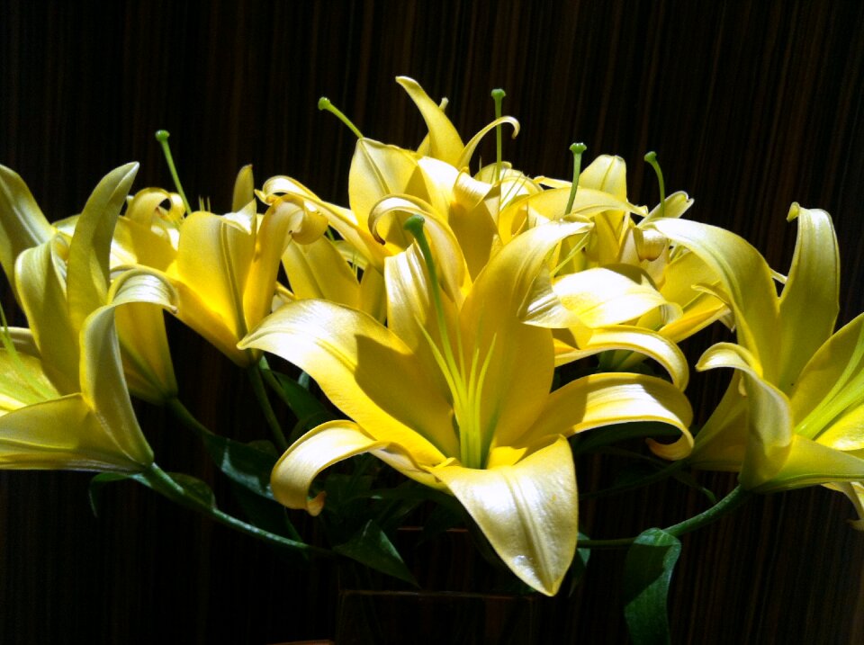 Flower plant black