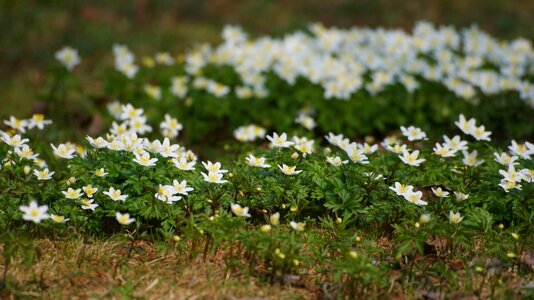 Spring many several