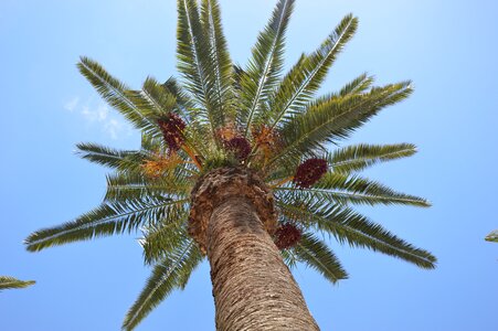 Palm palm fruit exotic photo