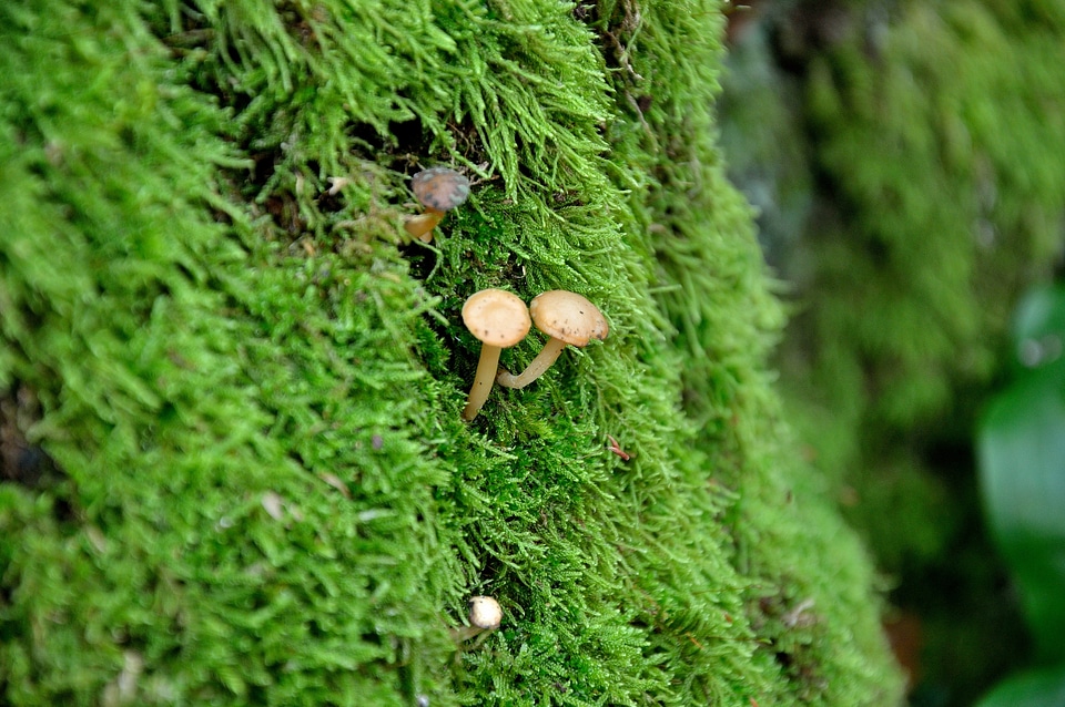Autumn park nature