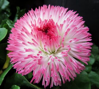Flower spring pink photo