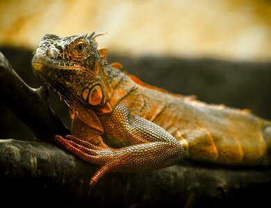 Reptile terrarium animals insect eater
