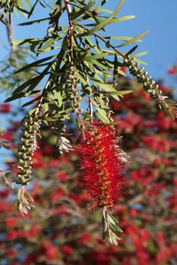 Bottle washer bottlebrush callistemon
