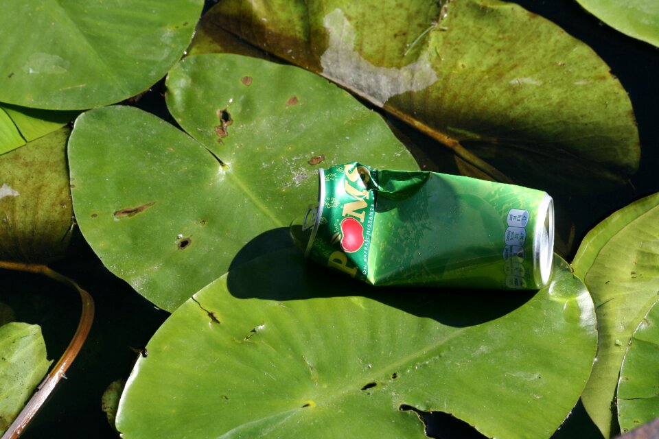 Waterlily tin ditch