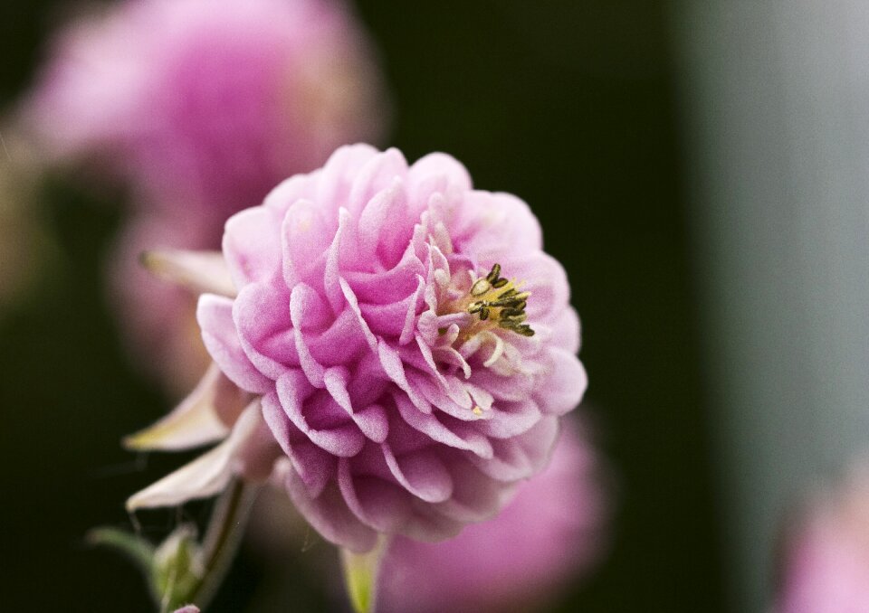 Blossom bloom flora