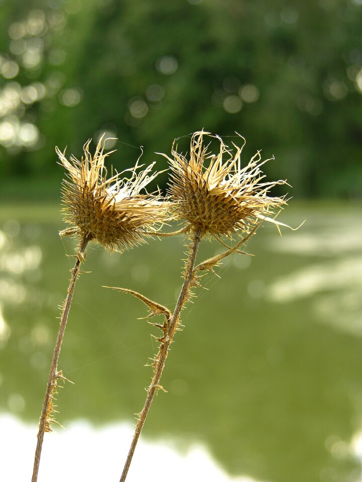 Spines nature wild flowers